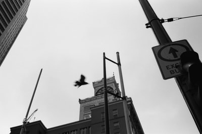 Birds fly over the building
